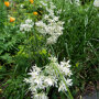 Luzula nivea bloemen
